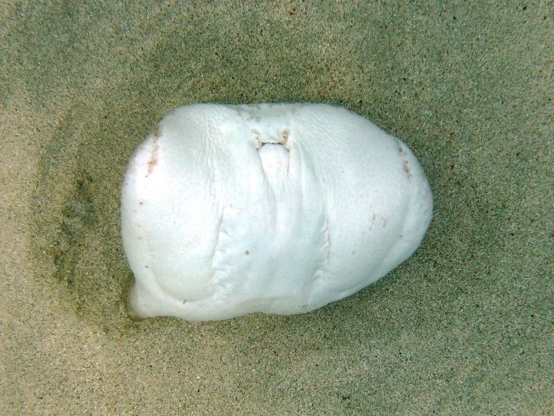 Orme sulla sabbia 1... (Torpedo marmorata)